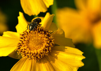 Insects inhabiting wild plants