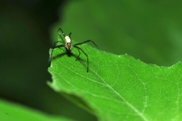 Insects inhabiting wild plants