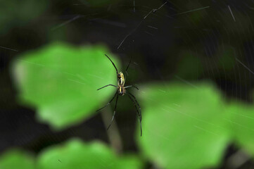 Insects inhabiting wild plants