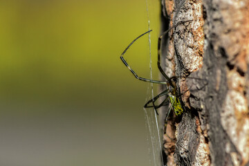Insects inhabiting wild plants