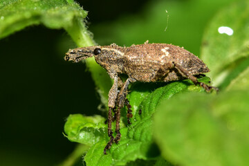 Insects inhabiting wild plants
