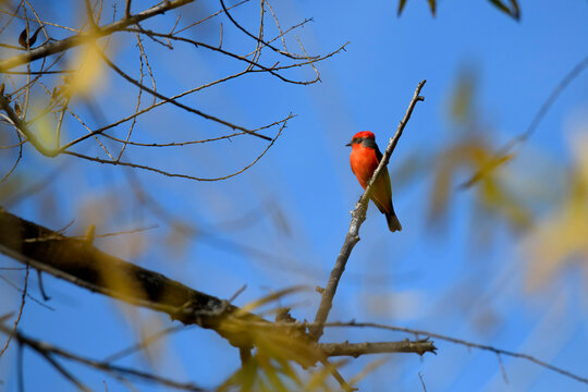 Vermillion flycatcher in prime red amidst deep blue sky and remnants of fall foliage