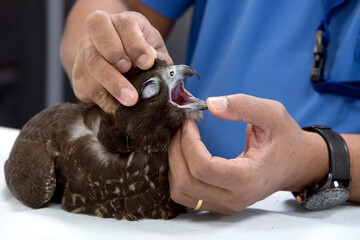 A veterinarian holding the beak of a falcon after anesthetization for a surgical procedure