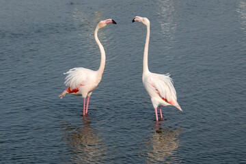 Pair of flamingos facing off in shallow waters in Dubai Creek