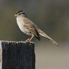 White-crowned Sparrow. Santa Clara County, California, USA.