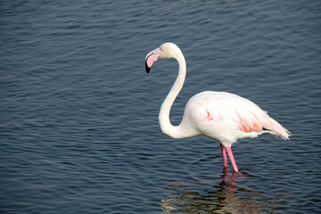 Fototapeta na wymiar Flamingo in the water in Dubai Creek