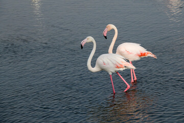Pair of flamingoes in shallow water of Dubai Creek, Ras al Khor