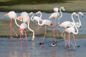 Flock of flamingos in the Dubai Creek