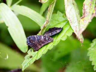 Butterfly wings of one color lie on green leaves. Inner side. One tendril hangs on the right on the cobweb.