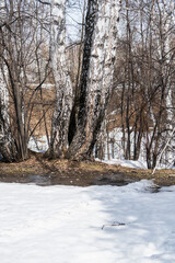 Birch tree and faded bush in early spring snowy forest. Early spring nature. Selective focus.