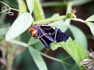 A huge yellow-bellied hornet devours a colorful butterfly. On the right, the claws of some kind of monster are visible.