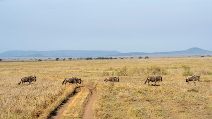 Fototapeta na wymiar herd of wildebeest serengeti