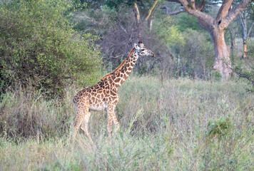 giraffe in the savannah