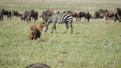 herd of zebras close to hyenas wildbeest