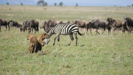 Naklejka na ściany i meble herd of zebras hyenas und wildbeest