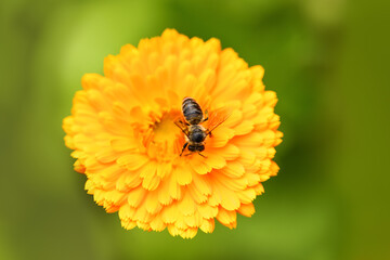 Bee and flower. Close up of a large bee collecting pollen on orange flower on a Sunny day. Macro horizontal photography. Summer and spring backgrounds