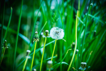 Beautiful dandelion in the field. Selective focus. Shallow depth of field.