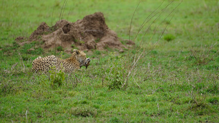 Naklejka na ściany i meble cheetah sitting in the grass