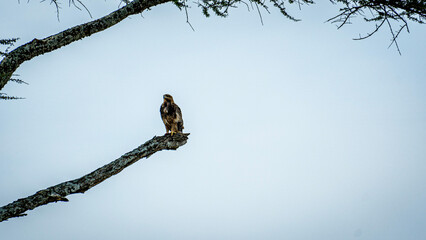 eagle in tree