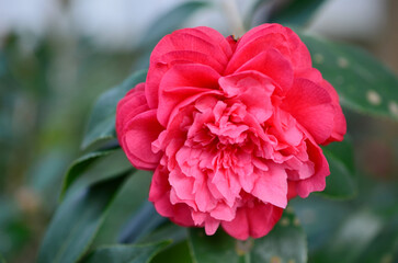 Camellia japonica