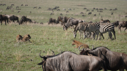 Fototapeta premium blue wildebeest and zebras