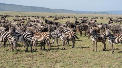 Fototapeta na wymiar Große Tierwanderung Serengeti Zebras Gnus 
