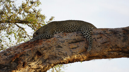 Fototapeta na wymiar leopard resting on a tree