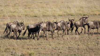 Naklejka na ściany i meble herd of wildebeest