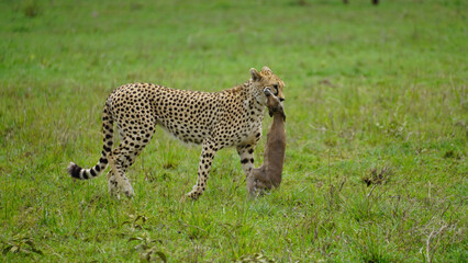 cheetah in the grass hunting with foot in mouth