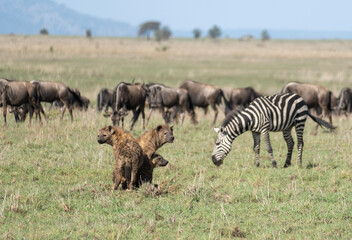 Naklejka na ściany i meble zebras and wildebeest and hyenas