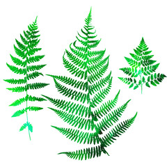 Set with fern leaves. Watercolor illustration. Decorative background of leaves and branches of a shrub of a polypodiophyte plant.