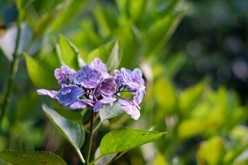 blue flowers in the garden