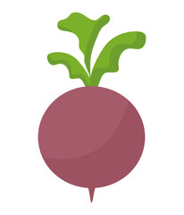 fresh onion illustration