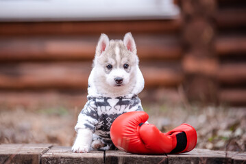A husky puppy aged 2 months and red boxing gloves. - 482990200
