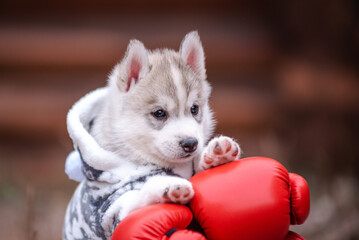 Cute Puppy Siberian Husky with boxing gloves - 482990238
