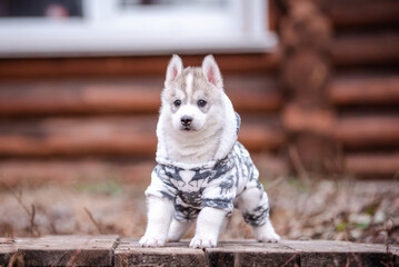 Cute siberian husky puppy in clothes near a wooden house - 482990260