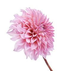 Dahlia flower with leaves, Pink dahlia flower isolated on white background, with clipping path