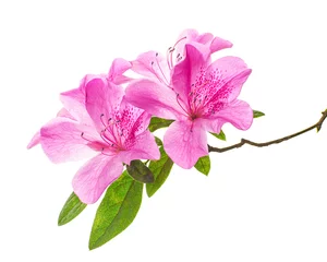 Foto auf Acrylglas Azalee Azaleenblumen mit Blättern, rosafarbene Blumen lokalisiert auf weißem Hintergrund mit Beschneidungspfad