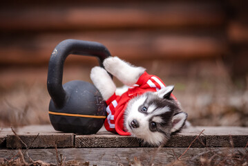 husky puppy in clothes near a wooden house - 482990499