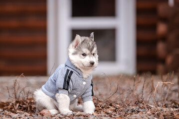 husky puppy in clothes near a wooden house - 482990633