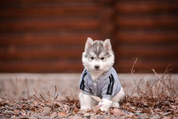 husky puppy in clothes near a wooden house - 482990648
