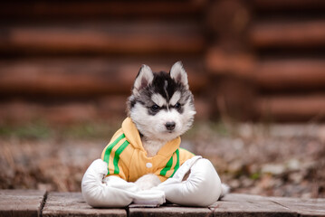 husky puppy in clothes near a wooden house - 482990664