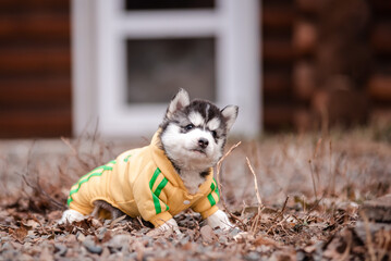 husky puppy in clothes near a wooden house - 482990685