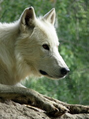 White wolf