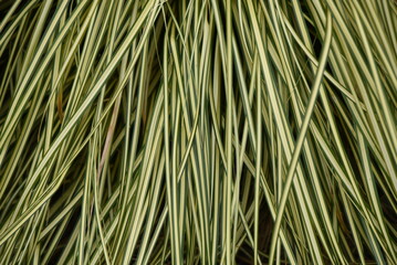Variegated Calex leaves. Cyperaceae evergreen perennial plants. 