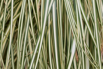 Variegated Calex leaves. Cyperaceae evergreen perennial plants. 