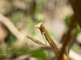 カマキリ