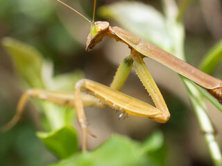 カマキリ