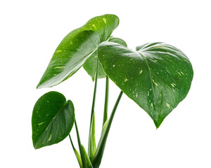 Variegated Monstera plant, Monstera Thai Constellation leaves, isolated on white background, with...
