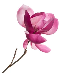 Gordijnen Purple magnolia flower, Magnolia felix isolated on white background, with clipping path  © Dewins